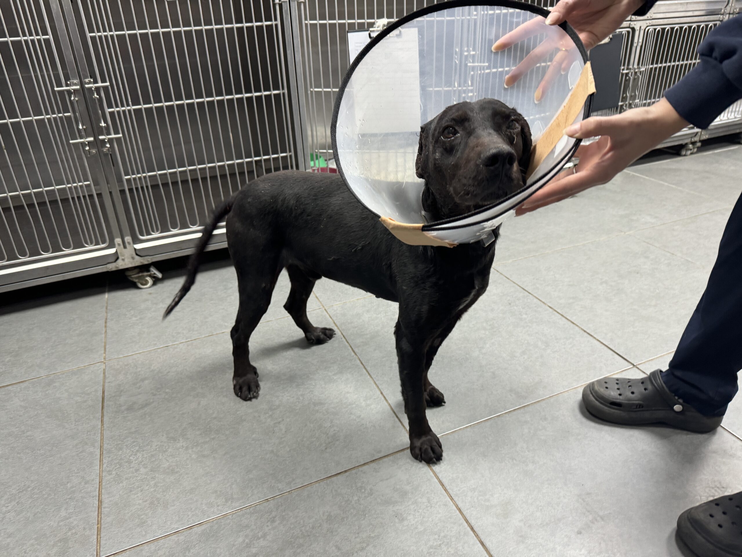 Tümör nedeniyle köpeğin kulağı ampute edildi