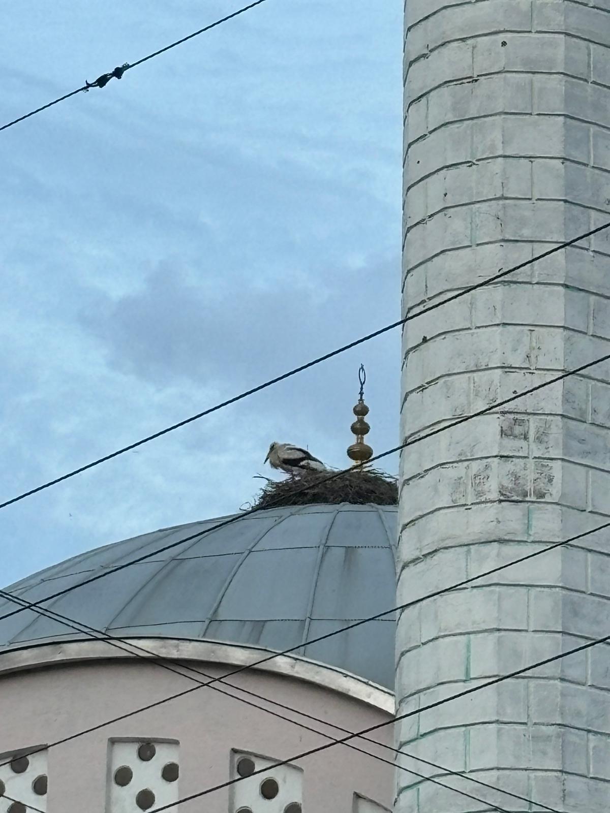 YAVRU LEYLEKLER ANNESİZ KALDI